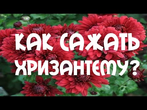 #Хризантема. Способ посадки  хризантемы осенью