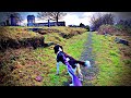 English Springer Spaniel Dog Walking Adventures / My 48th BIRTHDAY Local Walk
