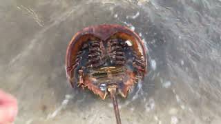Horseshoe Crab Spawn Event 2020