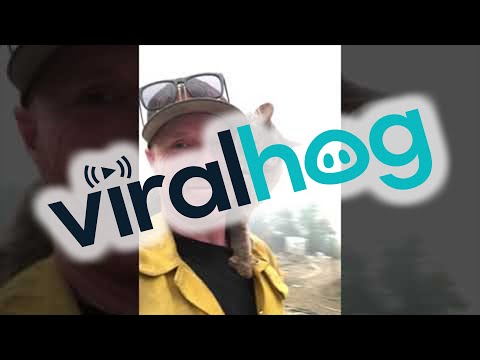 Cat Rescued From Paradise Fires Perches on Fireman || ViralHog