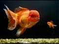 El Goldfish (Pez Japones)