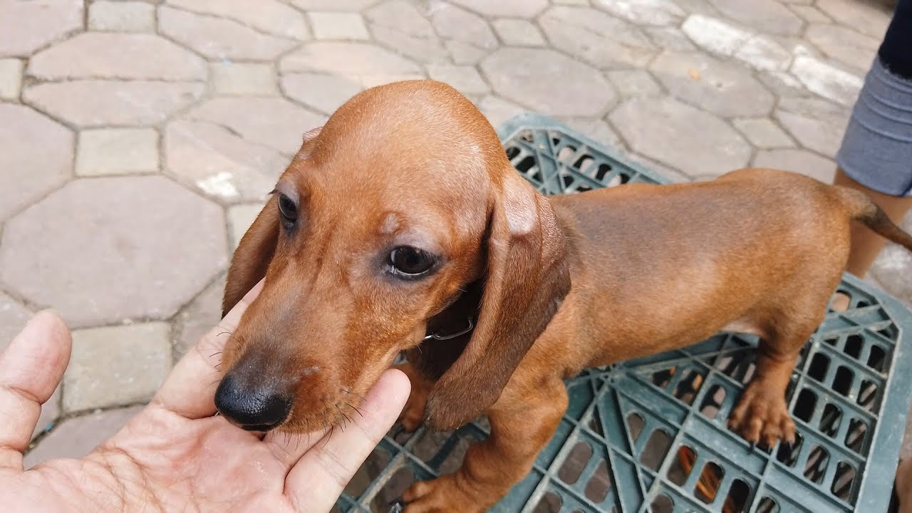 bán chó tại hà nội Update Một Góc Bán Chó Mèo Con Nhộn Nhịp Chợ Bưởi Hà Nội Cuối Năm