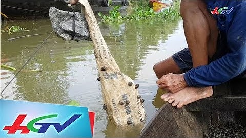 Tuyệt chiêu bắt ốc đắng kiếm tiền triệu mỗi ngày | BẢN TIN KINH TẾ NÔNG NGHIỆP - 30/7/2018