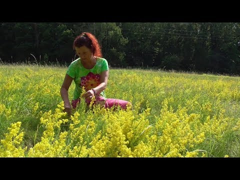 Video: Bylinky na grilovanie: Pestovanie záhrady byliniek na mäso a marinády