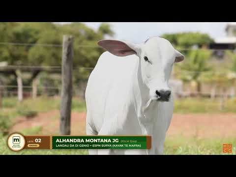 LOTE 02   ALHANDRA MONTANA JG   JGLM 1244