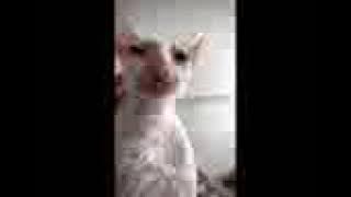 alien cat.3gp
