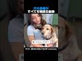 犬の表情がすべてを物語る動画