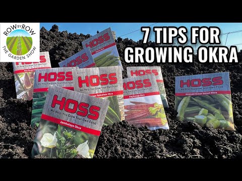 Top 7 Tips To Successfully Grow Okra