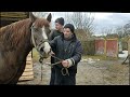 👉 забираем 🐴Марту за🐴 Цезаря и завозим заботливые руки🙏👏