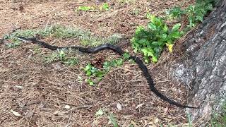 BIG North Georgia Black Rat Snake on the Hunt