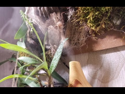 ორქიდეომანია # როგორ ავამაღლოთ ტენიანობა, დამატენიანებელი (Air Humidifier)