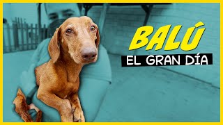 Se acerca EL GRAN DIA DE BALU   ||  Let´s Adopt Backstage