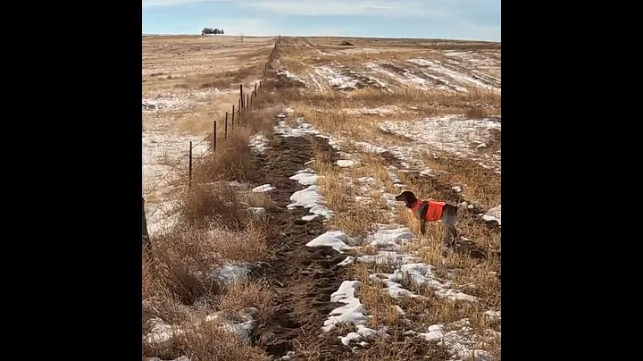 Colorado Pheasant Hunting in the Snow 23es2