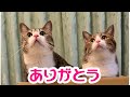【総集編】2020年を振り返ります!【保護猫】vol.76