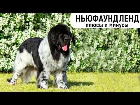 Видео: Норвежки Буун