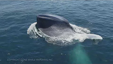 Lunge Feeding Blue Whales: Rare Drone Footage of this Spectacular Behavior!