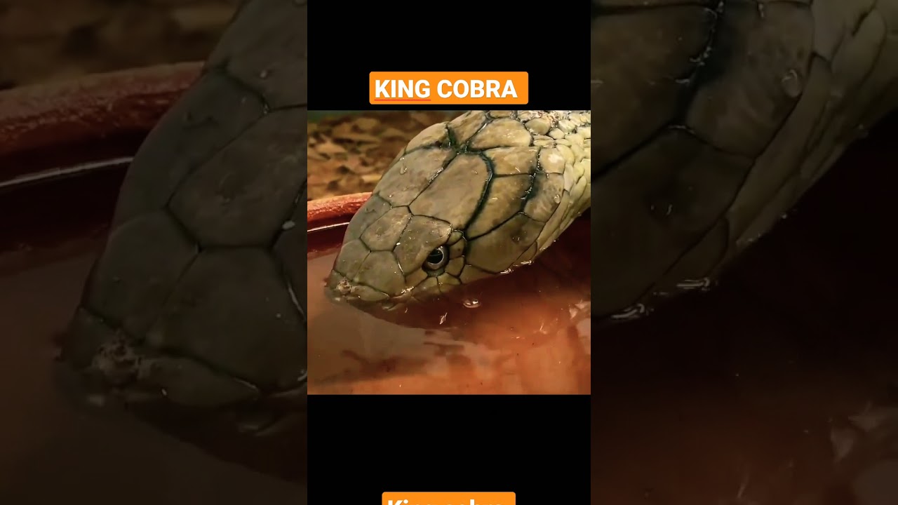 King Cobra | Shorts | Biólogo Henrique
