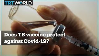 Can the tuberculosis vaccine help your body fight the coronavirus?