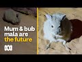 Once ubiquitous, mum and bub mala are the future of this 'extinct' macropod species | ABC Australia