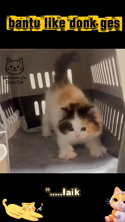 tinka si uyik😻 #kucinglucu #kitten #kucinganggoralucudanimut #cat #kucing  #@herianto-q1n