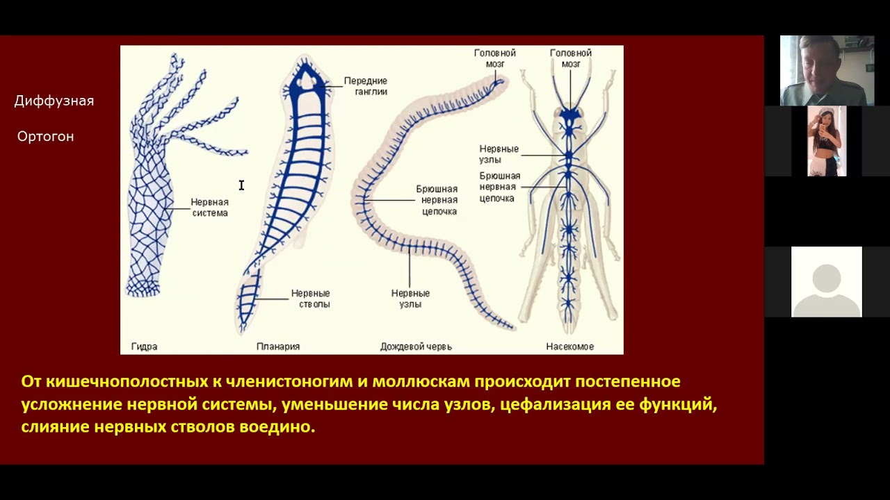 Диффузно узловая трубчатой нервной системы. Нервная система. Нервная система животных. Типы нервной системы у животных. Нервная система диффузного типа.