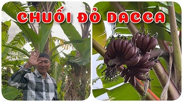 Cây Chuối đỏ Dacca | 0386569374 - Ngọc Ngân Bến Tre | Chuyên cây độc lạ
