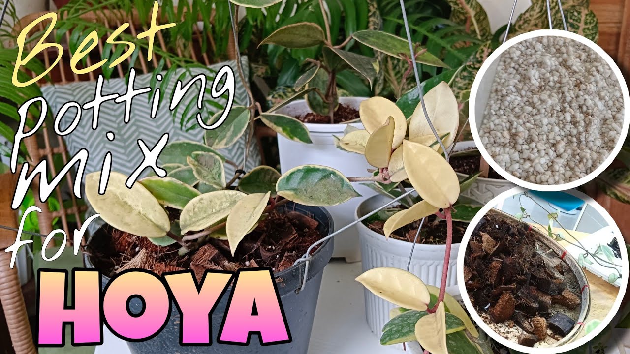 What are Best Potting Mix for repot with Me! plants 