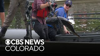 Colorado Department of Parks and Wildlife crews remove carp from Jack B. Tomlinson Park