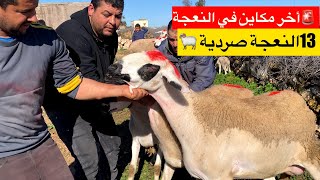 🚨أخر مكاين في النعجة صردية 13النعجة دافعة وفيها أنوك وصغر🦷
