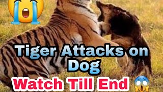 Tiger Attacks on Dog Luckily he Survived | Nouman Hassan |