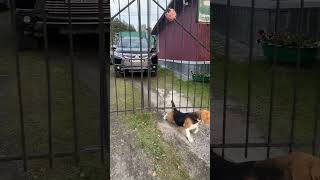 Злая собака в гостях в Карелии. Бигль Хьюго приехал в гости и решил налаживать новую жизнь