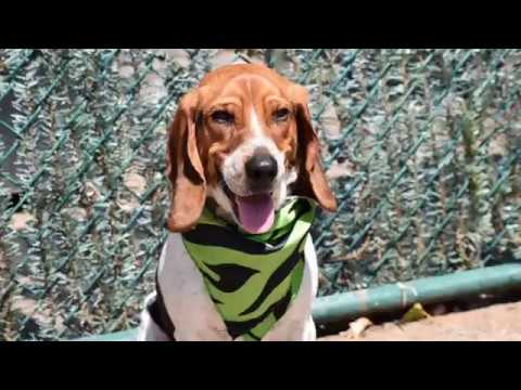 adopt cats long island Oliver 58914/Hound time/NYCACC