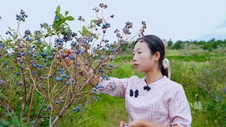 Amazing blueberry base that, country girls make into desserts and Chinese food ｜这个夏天不可缺少的蓝莓水果｜野小妹