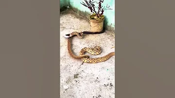 Russel Viper Vs Cobra Snake Exciting Battle The Great Snake Fight Snake Snakeresque Cobra 
