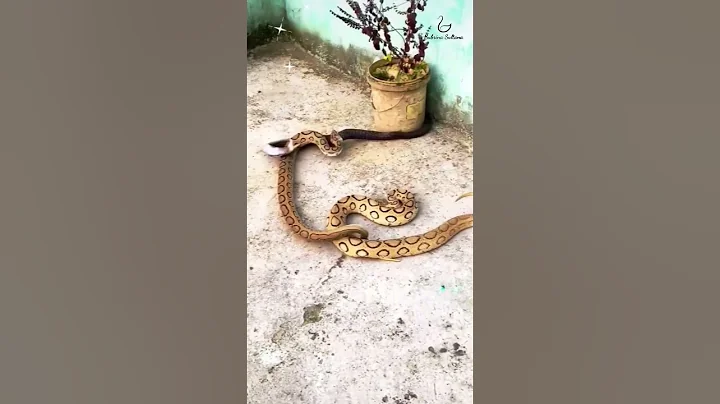 "Russel Viper vs Cobra Snake Exciting Battle! The Great Snake Fight!" #snake #snakeresque #cobra