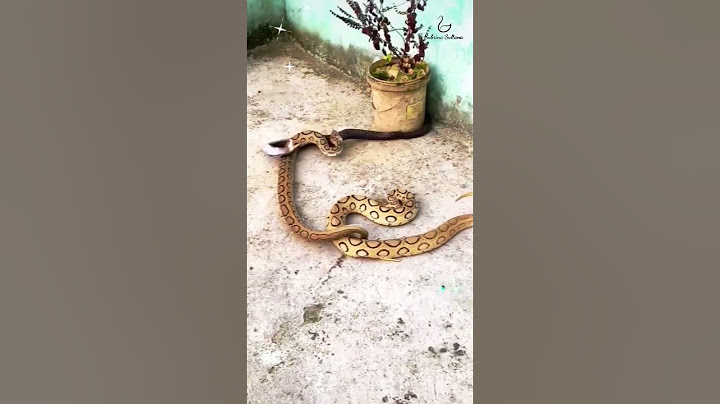 "রাসেল ভাইপার বনাম কোবরা স্নেক উত্তেজনাপূর্ণ যুদ্ধ! গ্রেট স্নেক ফাইট!" #snake #snakeresque #cobra