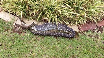 Monty the Python [M]EATS Peter the Rabbit [Part 3 of 4]