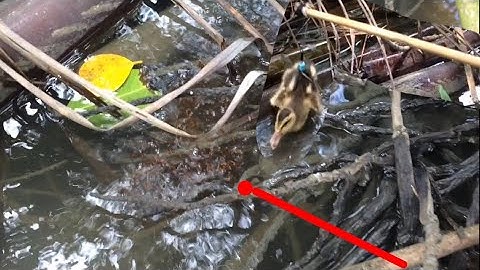 Bầy khói lửa dưới sông siêu khủng lên cá lóc chà bá, câu cá lóc bằng vịt con cận cảnh