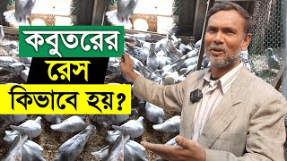 কবুতরের রেস কিভাবে করা হয়  Fancy Pigeon Farm In Bangladesh । Shadhin  Krishi