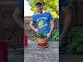 Smart Home Garden Tips 🪴