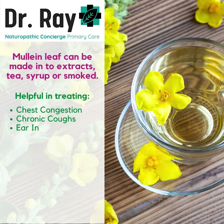 mullein-leaf-can-cure-cough-ear-infections-youtube