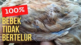 Ciri Bebek Petelur Berhenti Bertelurternakbebekpetelur ternakbebek