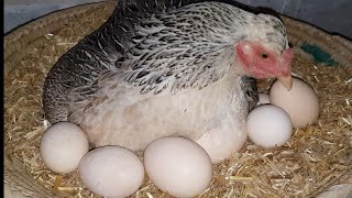 Murgi Hen hatching eggs naturally || Hen harvesting eggs to chicks Chicks hatched by broody hen