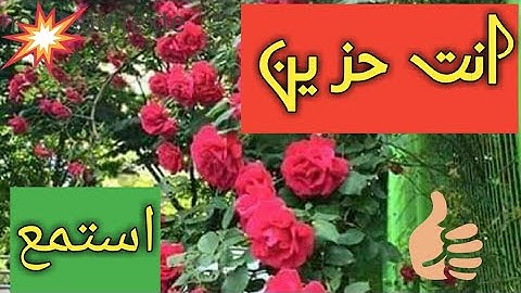 تلاوة رهيبة لسورة يوسف //الشيخ حمزة الفار // ابداع رهيب