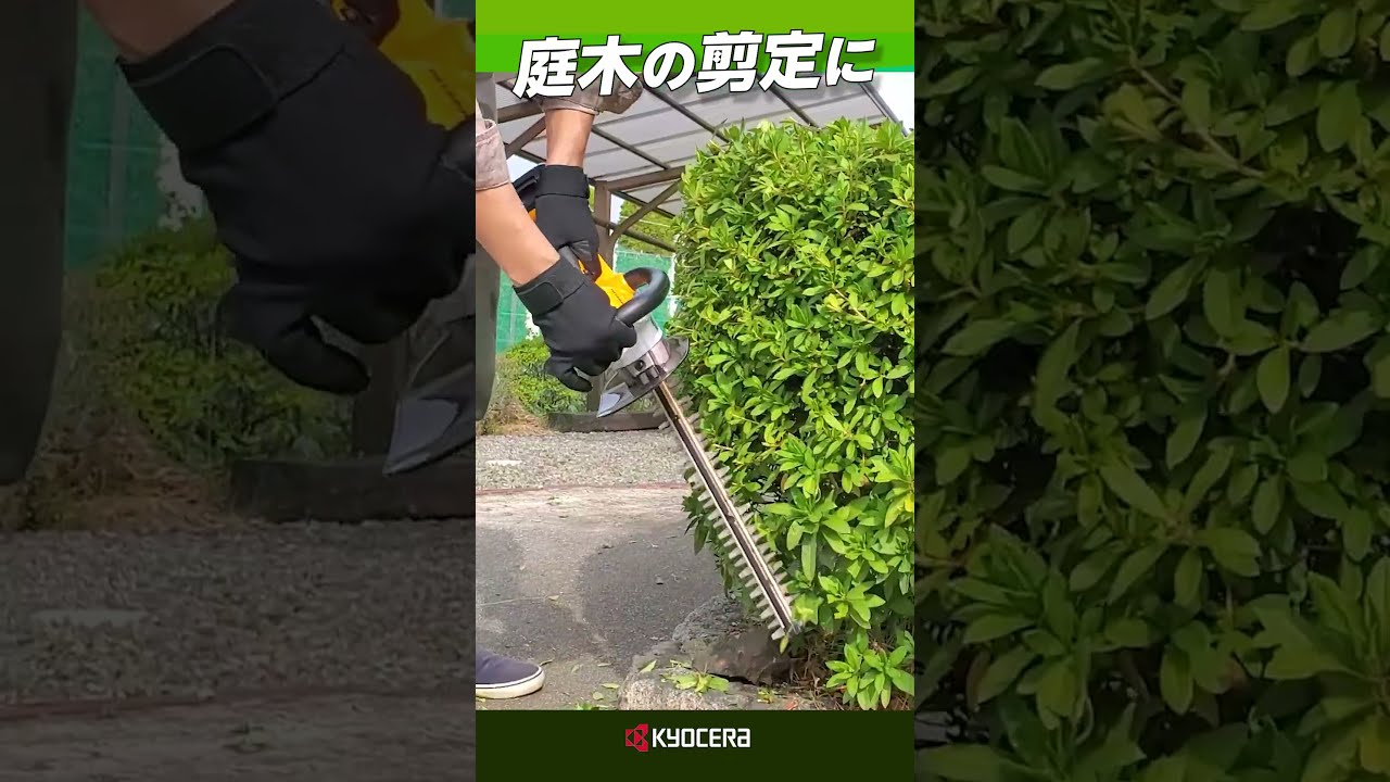 RYOBI ヘッジトリマー　　　　　庭木　植木　　生け垣　剪定 京セラ(リョービ)商品を使って生垣の剪定作業をする。【藤原産業