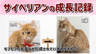 [Siberian cat growth record] Introducing the process from 2 months old kitten to 1 year old