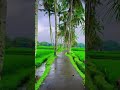 Beautiful village road💚💚💚