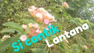 Berburu bahan bonsai lantana di alam liar