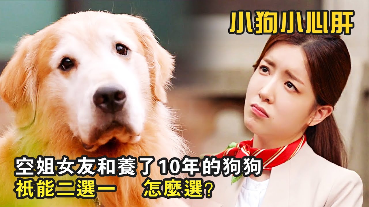 談了三年的漂亮空姐女友，和養了十年的狗狗只能二選一，怎麽選？韓國搞笑喜劇《小狗小心肝》