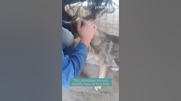 Puppy Scared of Being Caressed | Shorts